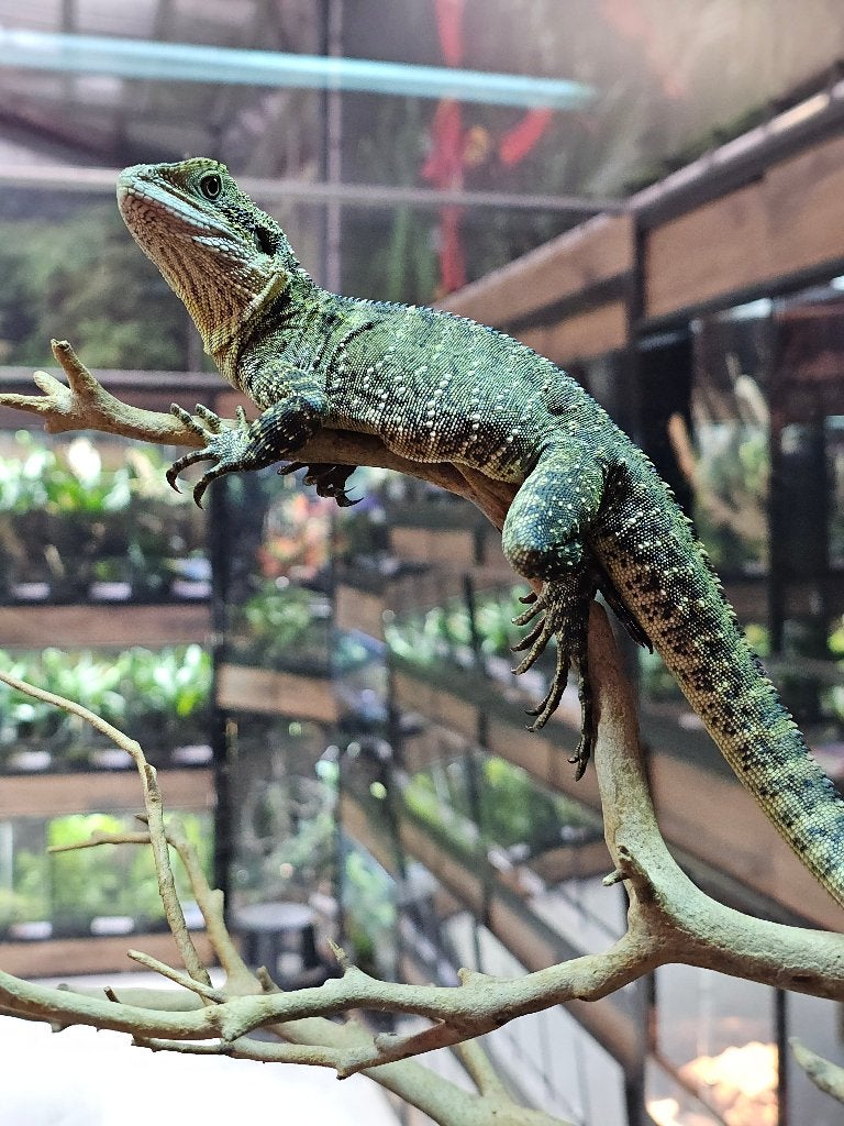 intellagama lesueurii - Australische wateragaam, Dieren en Toebehoren, Hagedis, 0 tot 2 jaar