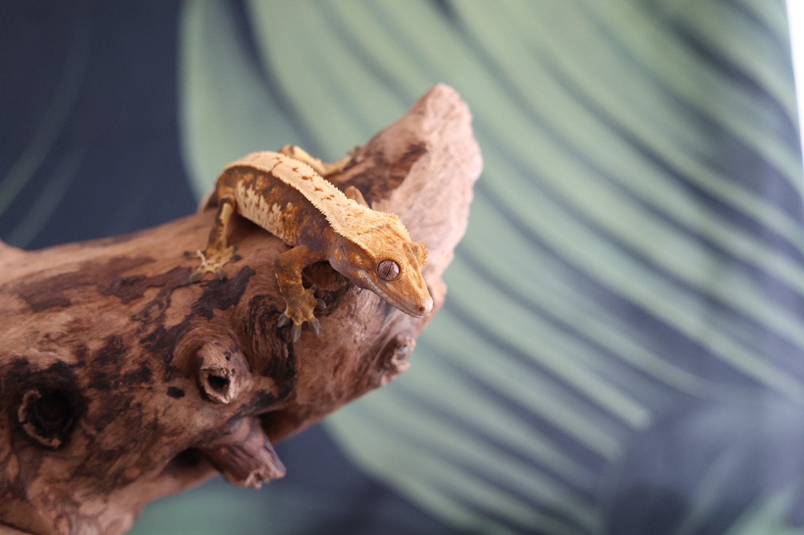 Mooie Tricolor Wimpergekko (Crested Gecko), Dieren en Toebehoren, Hagedis, 0 tot 2 jaar
