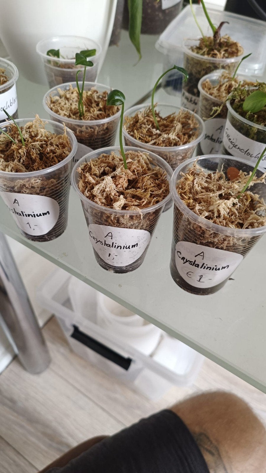 Anthurium Crystallinium, Huis en Inrichting, Kamerplanten, Ophalen of Verzenden, Halfschaduw, Minder dan 100 cm