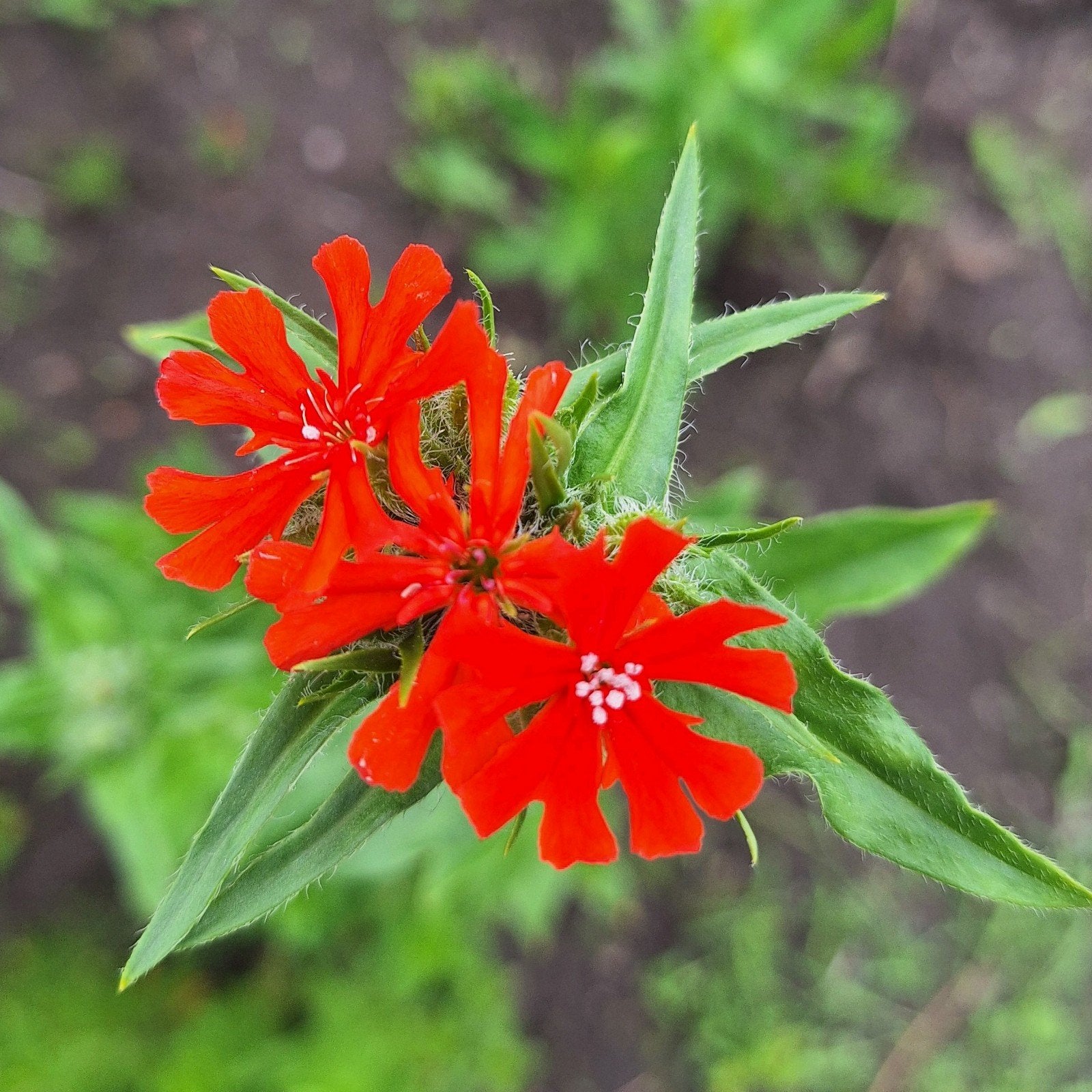 Lychnis chalcedonica, brandende liefde, Ophalen of Verzenden, Volle zon