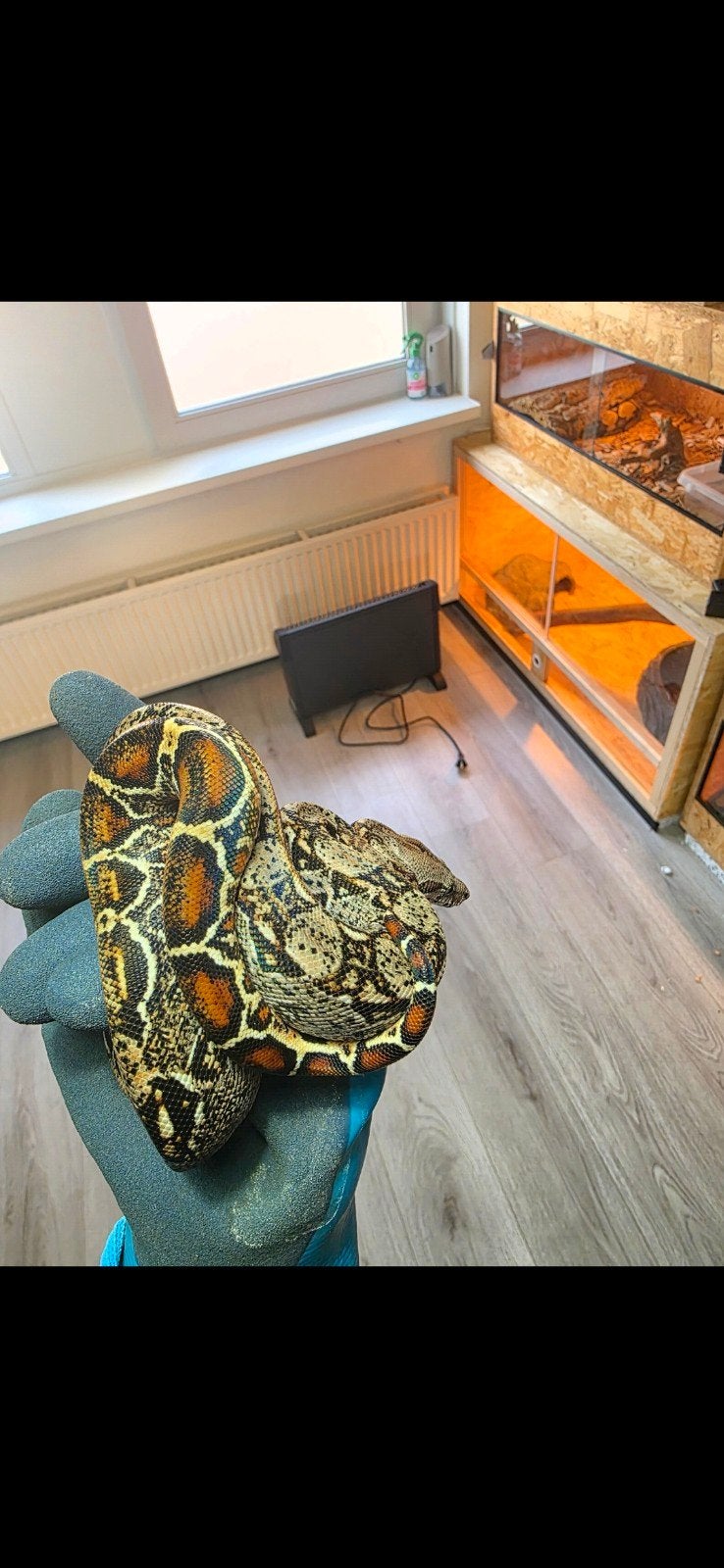 koppel boa's, Dieren en Toebehoren, Reptielen en Amfibieën, Slang, 0 tot 2 jaar