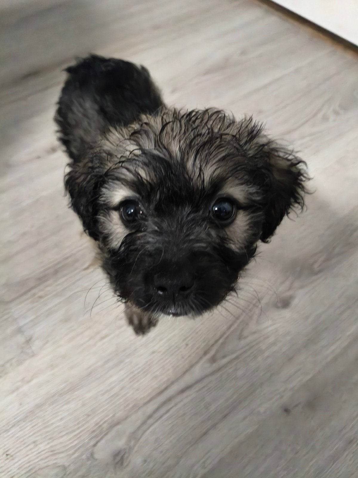 Kruising/mengelmoes pupjes te koop, Dieren en Toebehoren, Honden | Niet-rashonden, Meerdere dieren, Particulier, Meerdere, Nederland