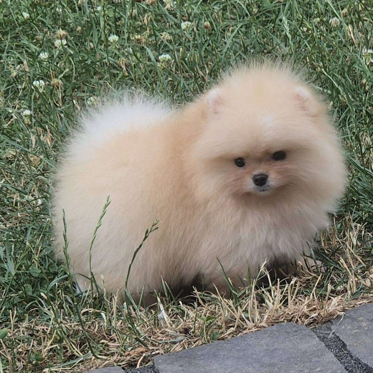 pomeriaan reutje 3 maand, 8 tot 15 weken, Parvo, Eén hond, Nederland