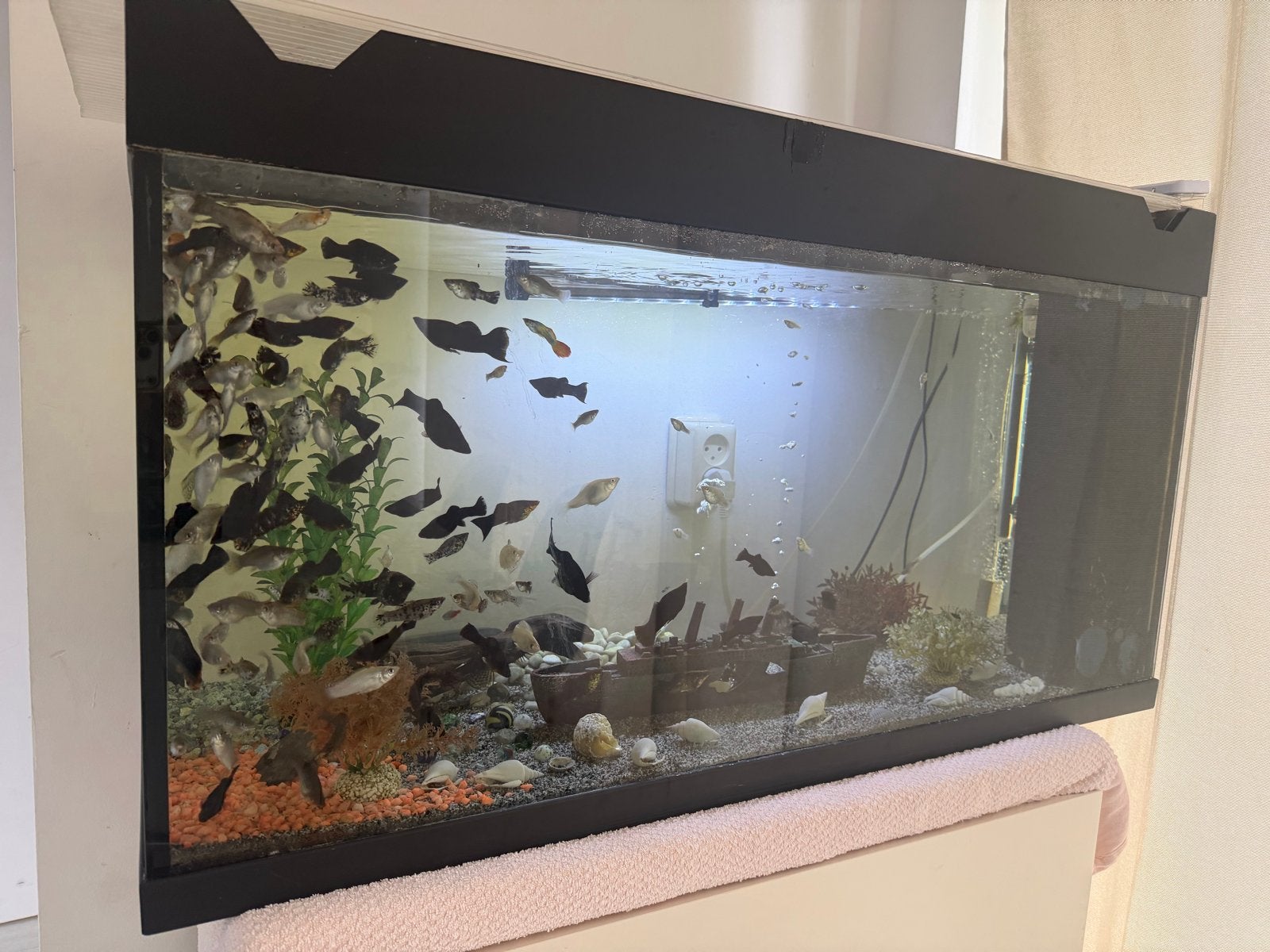 Aquarium, Ophalen of Verzenden, Gevuld zoetwateraquarium