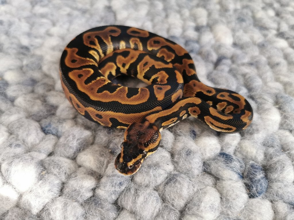 1.0 Leopard (het Clown) Koningspython Ball Python photo 4