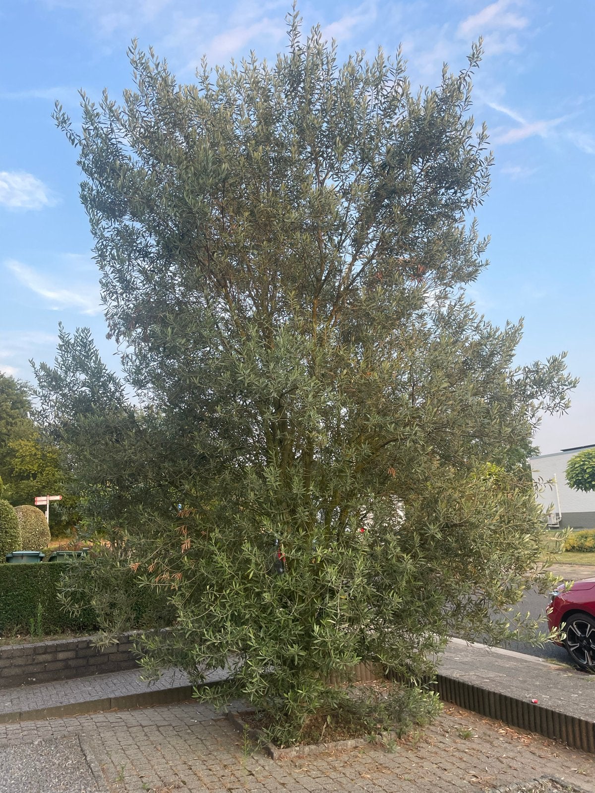 Grote Olijfboom - Mediterrane Sfeer in Uw Tuin, Lente, Olijfboom, 400 cm of meer, Ophalen