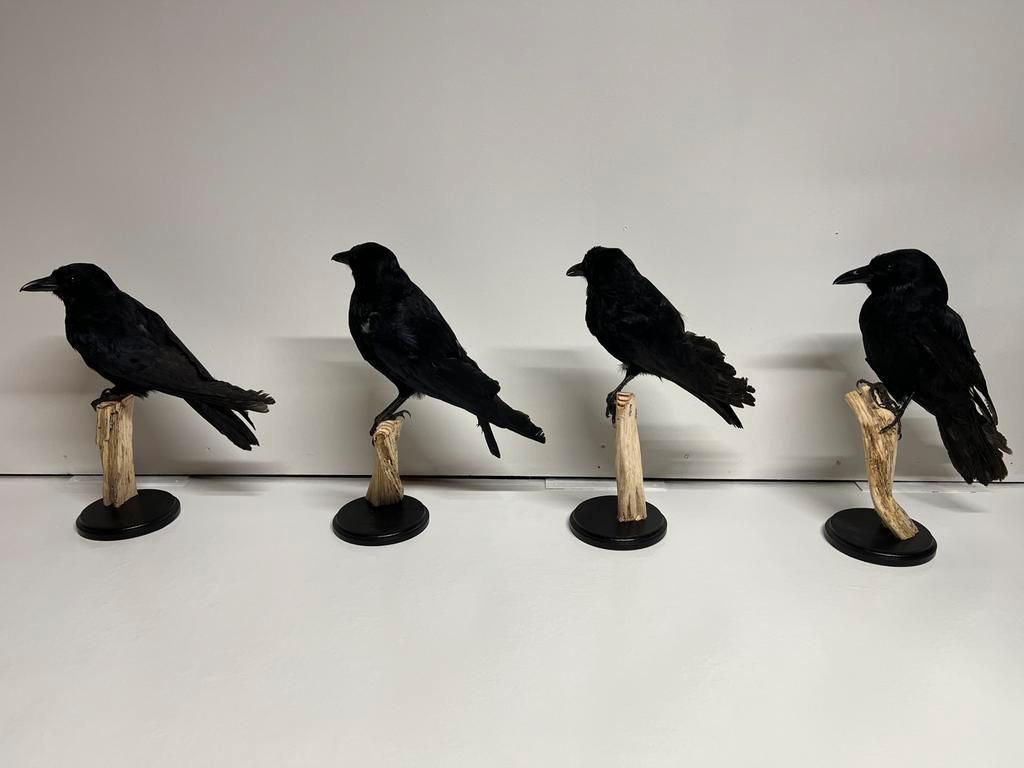 Opgezette Kraai uniek decoratie op houten stronk, Ophalen of Verzenden, Zo goed als nieuw, Vogel, Opgezet dier