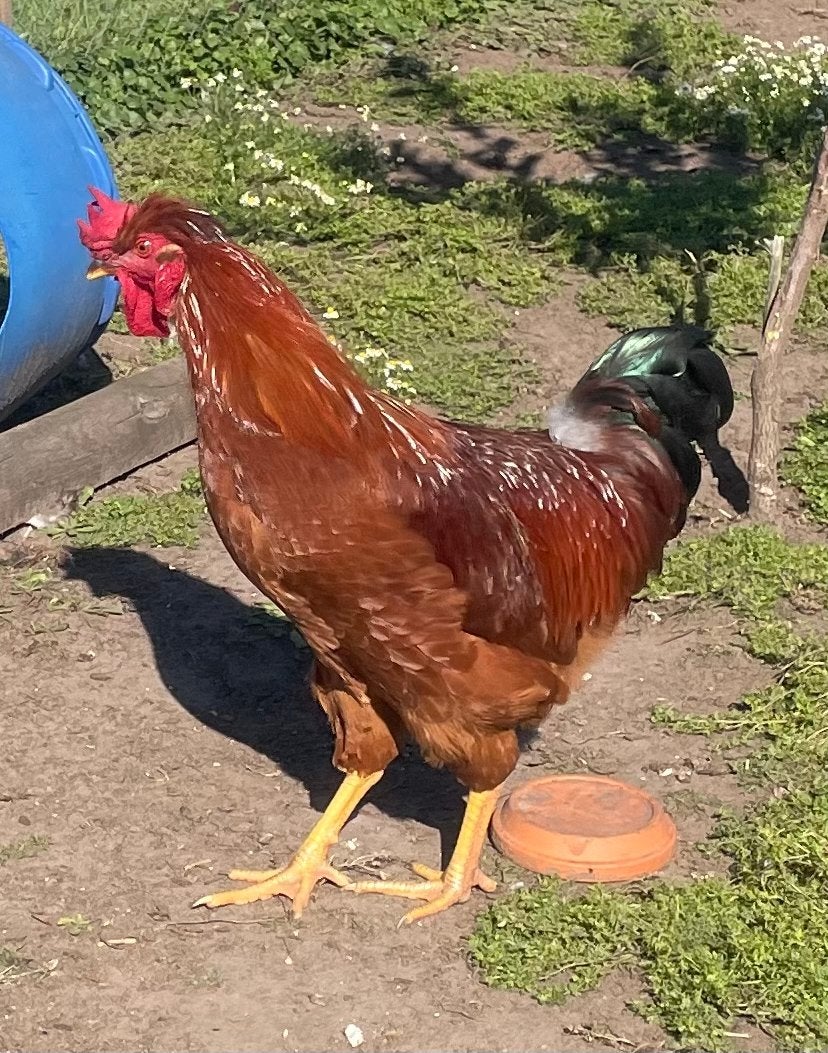 Boeren Red Island haan 19 weken, Dieren en Toebehoren, Pluimvee, Mannelijk, Kip