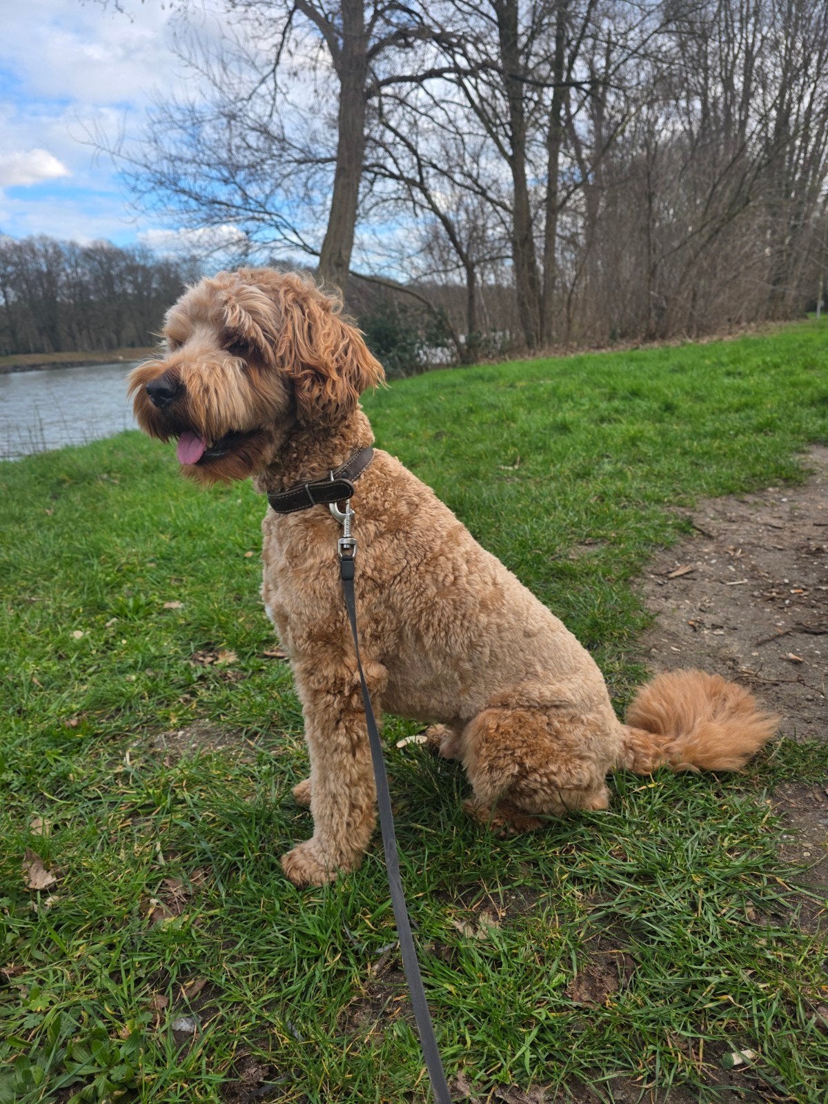 Herplaatsing labradoodles, Dieren en Toebehoren, Meerdere, Meerdere dieren, 3 tot 5 jaar, Nederland