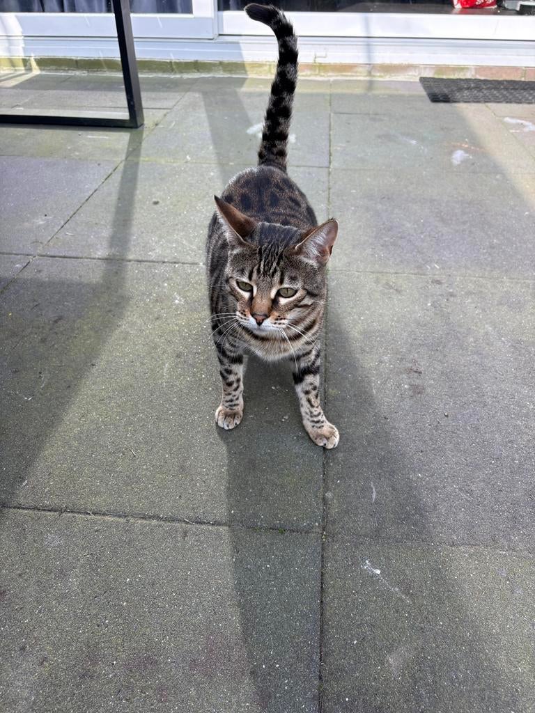 Kruising bengaal/ savannah poes, Poes