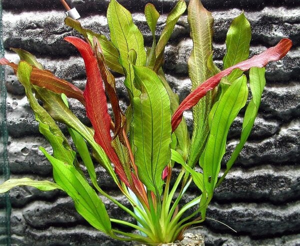 Echinodorus Zwaardplant Plant Aquarium, Dieren en Toebehoren, Ophalen, Zo goed als nieuw, Plant(en), Steen of Hout