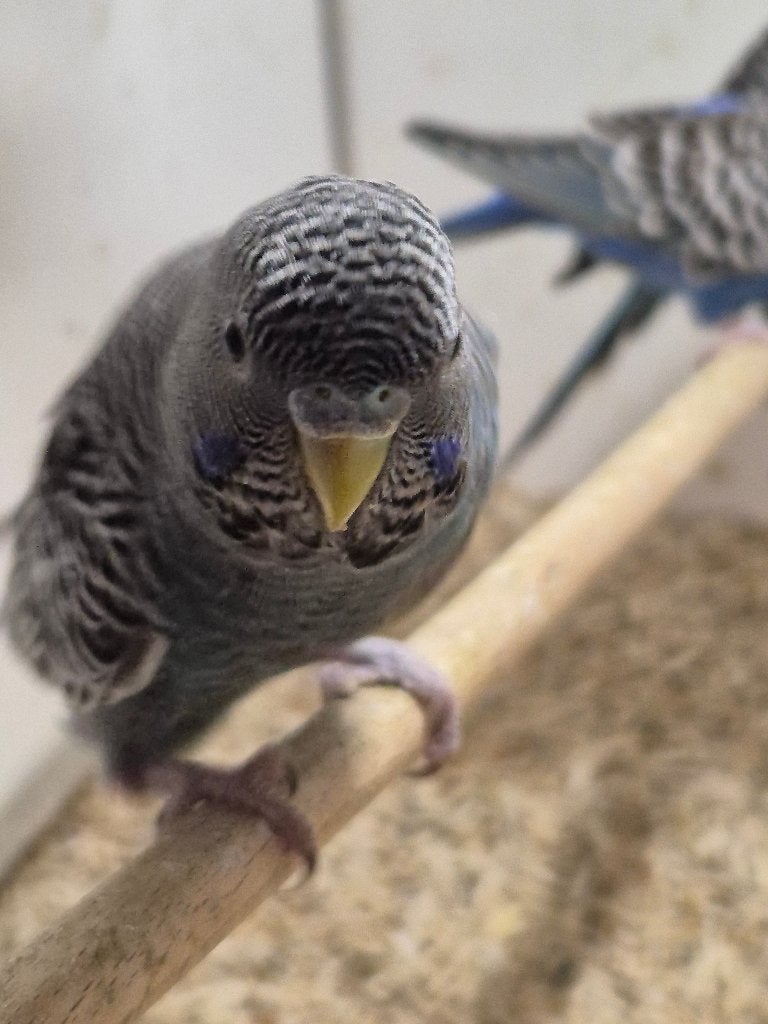 Grasparkiet blackface blauw, Dieren en Toebehoren, Vogels | Parkieten en Papegaaien, Mannelijk, Parkiet