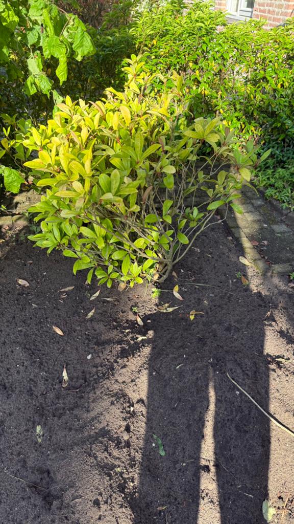 GRATIS tuinplanten. 24 mei OPHALEN!!, Ophalen, Overige soorten, Struik, Minder dan 100 cm