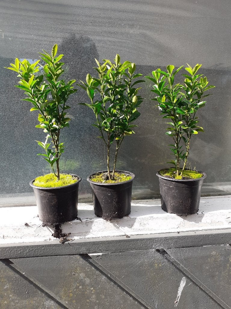 Beplanting tuin en terras, Ophalen, Nieuw, Overige materialen, Overige typen