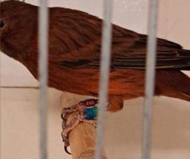 GEVRAAGD, KANNARIES KOBALT/ ROOD M/P, Meerdere dieren, Kleurkanarie