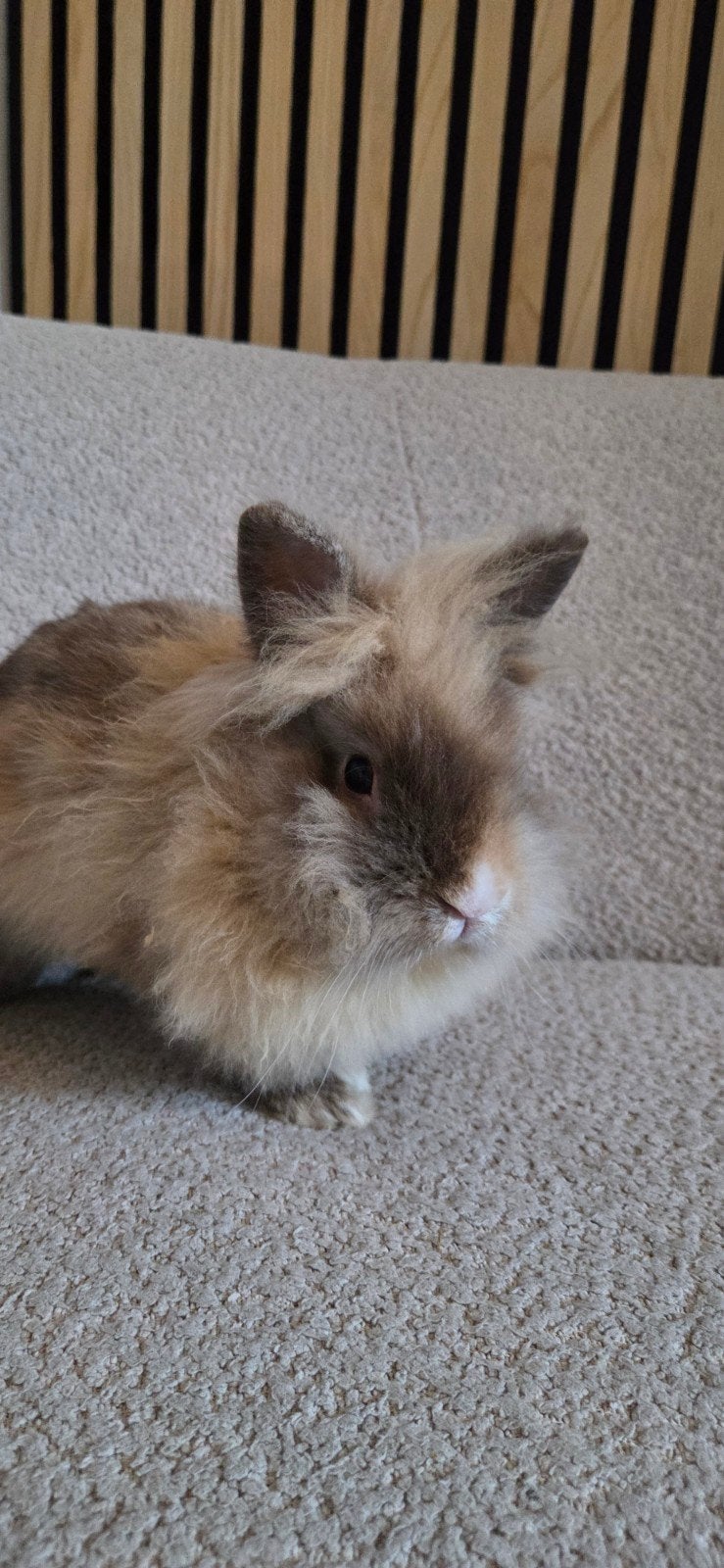Konijn te koop, Mannelijk, Middelgroot, 0 tot 2 jaar