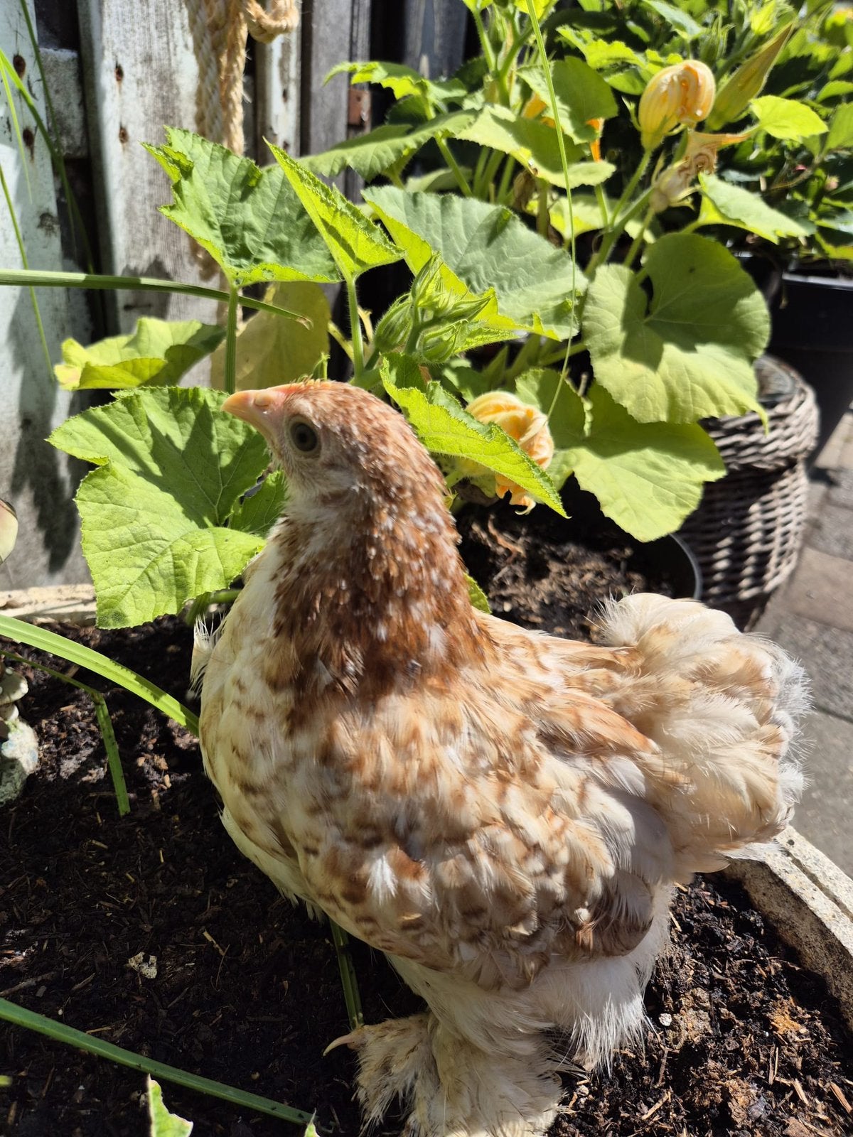 Hennen cochin kriel glad en krulveer, Dieren en Toebehoren, Pluimvee, Vrouwelijk, Kip