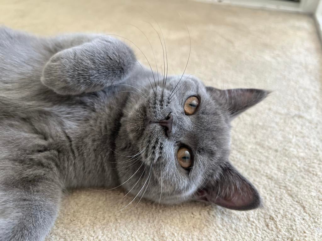 Britse korthaar kat, Poes, Ontwormd, 0 tot 2 jaar
