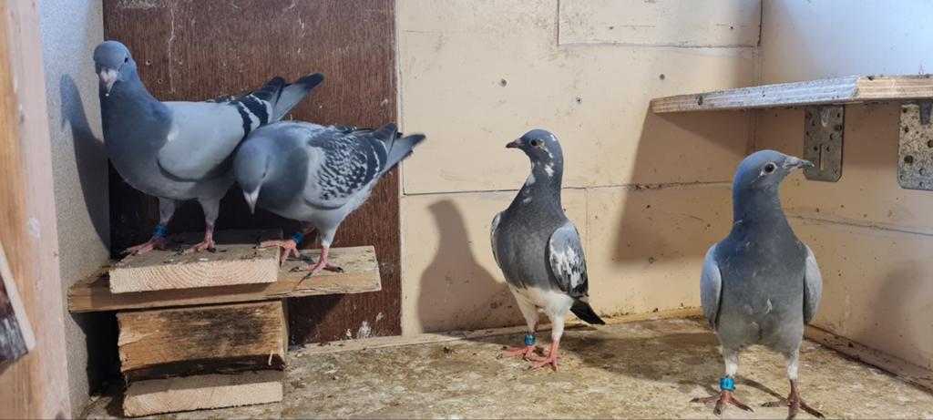 4 jonge postduiven., Dieren en Toebehoren, Meerdere dieren, Postduif