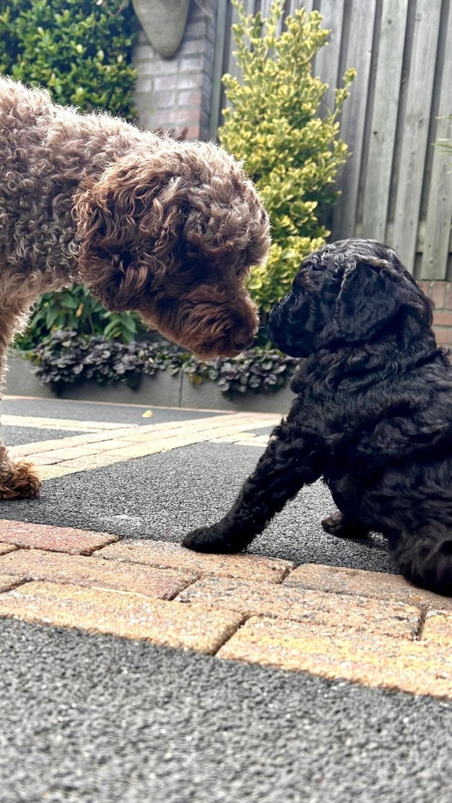 Mini labradoodle pup, Dieren en Toebehoren, Honden | Retrievers, Spaniëls en Waterhonden, Parvo, Overige rassen, 8 tot 15 weken