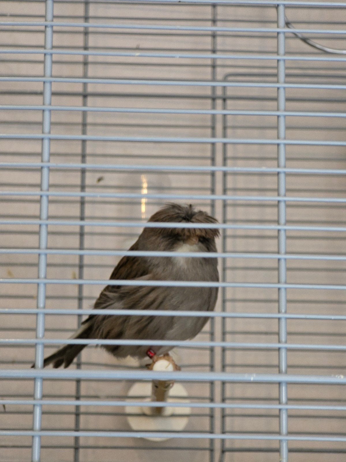 Veey beautiful Gloster Crested Canary  Male Singer Canary, Mannelijk, Zangkanarie