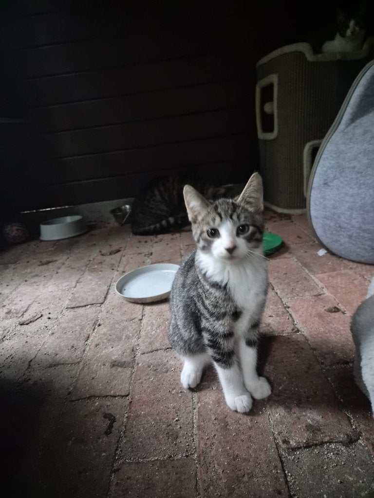 2 Kittens poes en katertje en 2 2 jarige poezen, Meerdere dieren, Kortharig, 0 tot 2 jaar