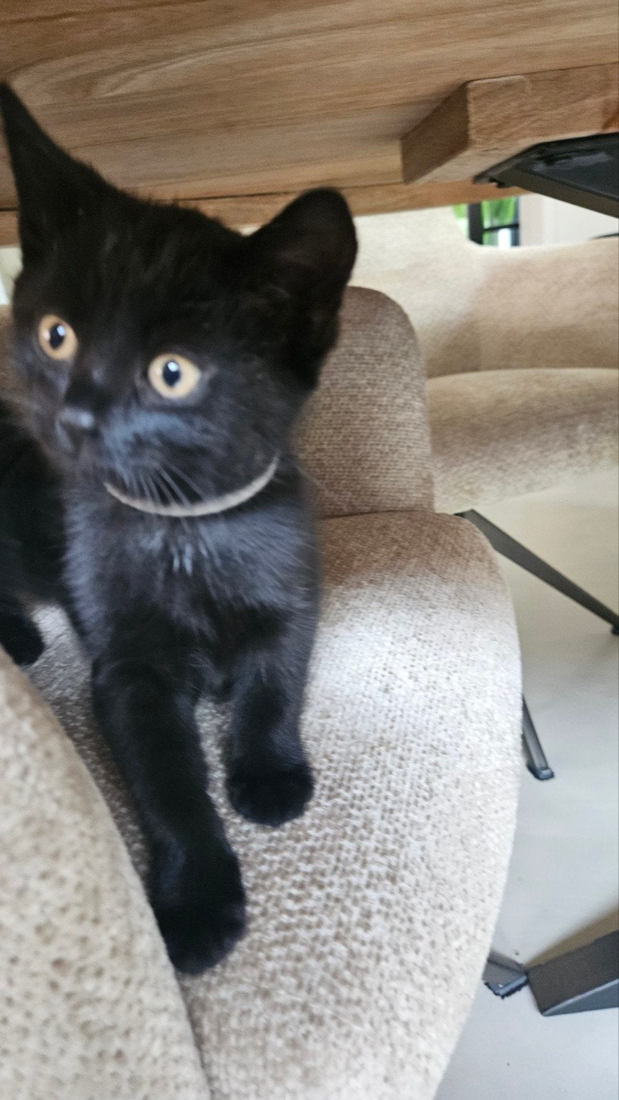 2 zwarte kittens te koop, Dieren en Toebehoren, 0 tot 2 jaar
