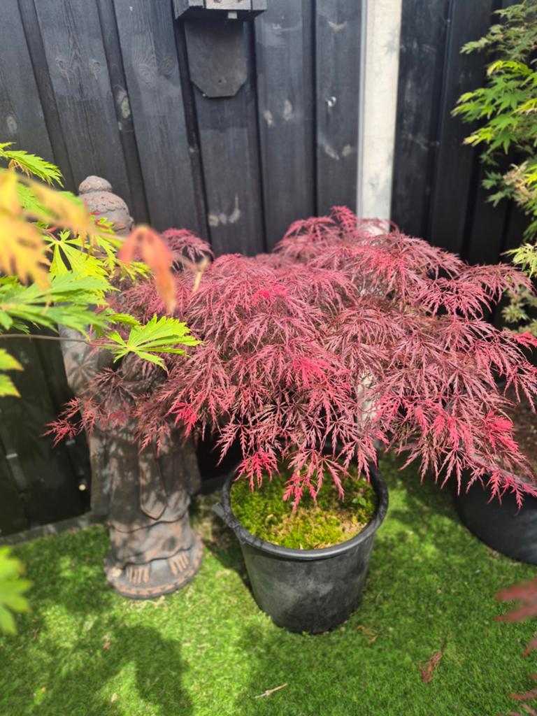 Mooie japanse Esdoorn in pot, Tuin en Terras, Ophalen, Bloeit niet, Overige soorten, Halfschaduw