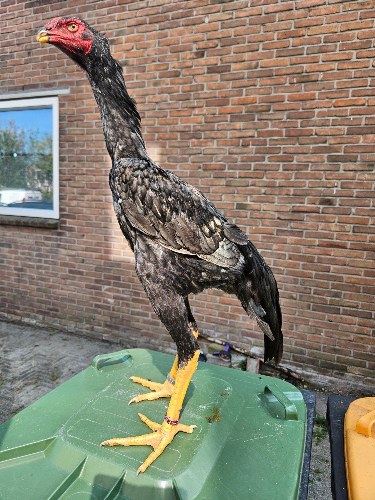 grote O shamo haan, Dieren en Toebehoren, Mannelijk, Kip