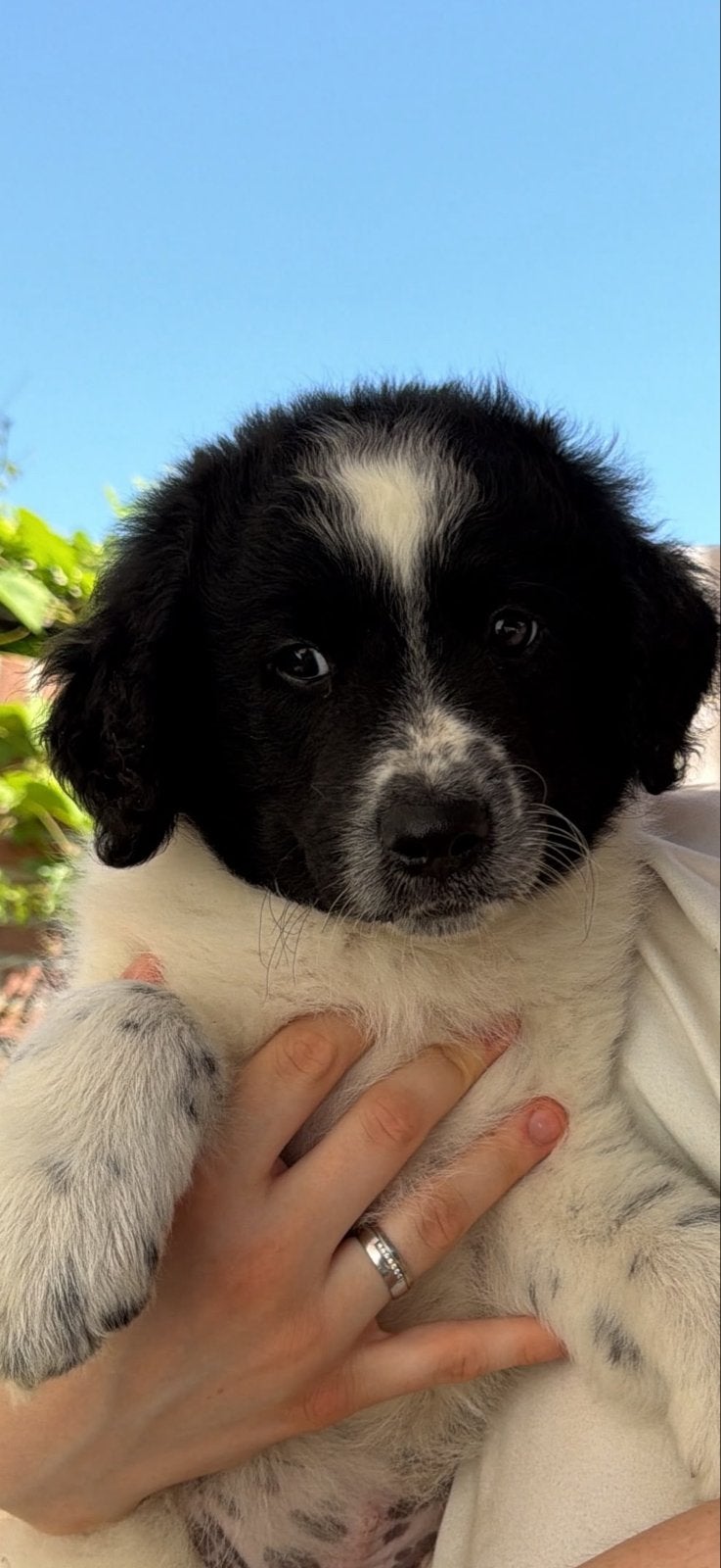 Friese  stabij 10,5 week oud, Dieren en Toebehoren, Parvo, Reu, 8 tot 15 weken, Eén hond