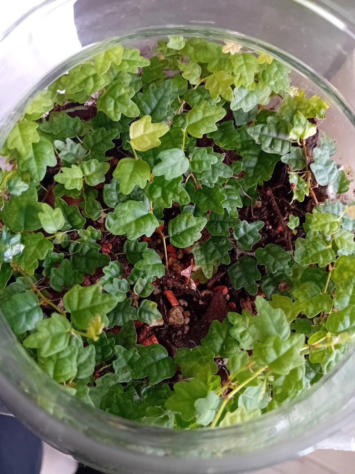 Ficus pumila quercifolia stekjes!, Ophalen of Verzenden