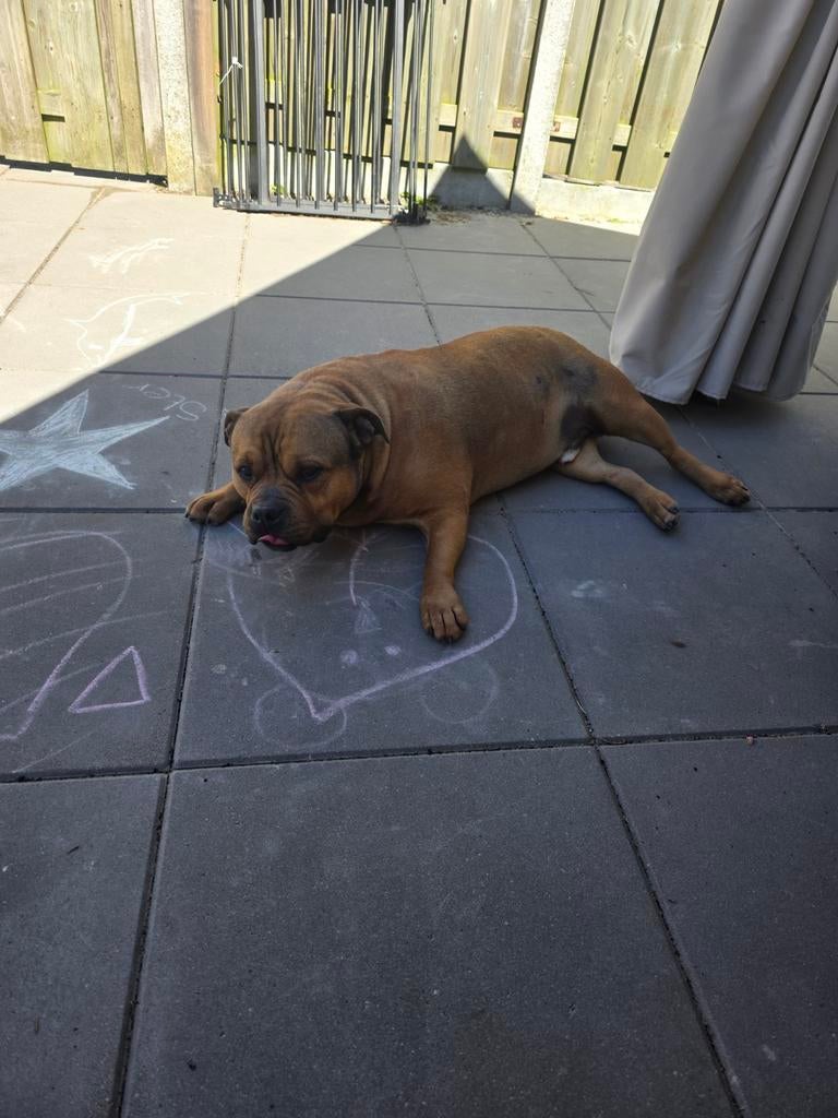 American Pocket Bully, Parvo, Reu, Bulldog, Eén hond