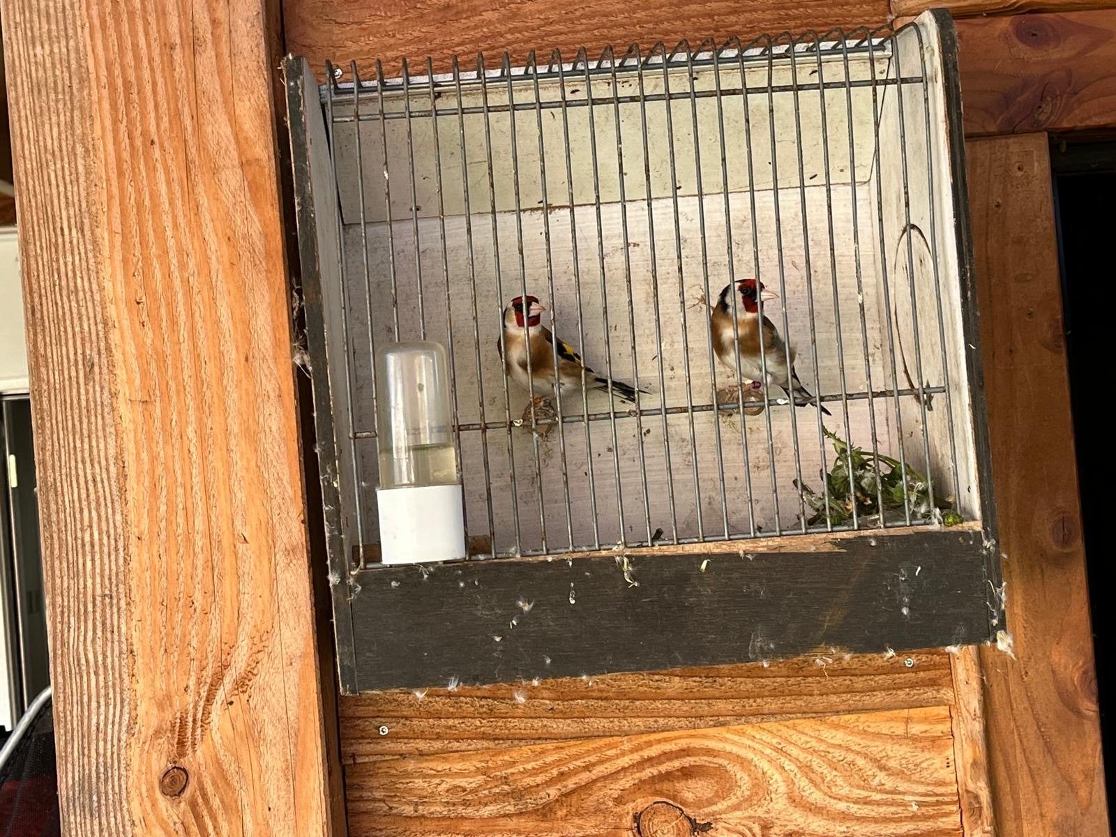 Putter mannen, Dieren en Toebehoren, Mannelijk, Wildzangvogel