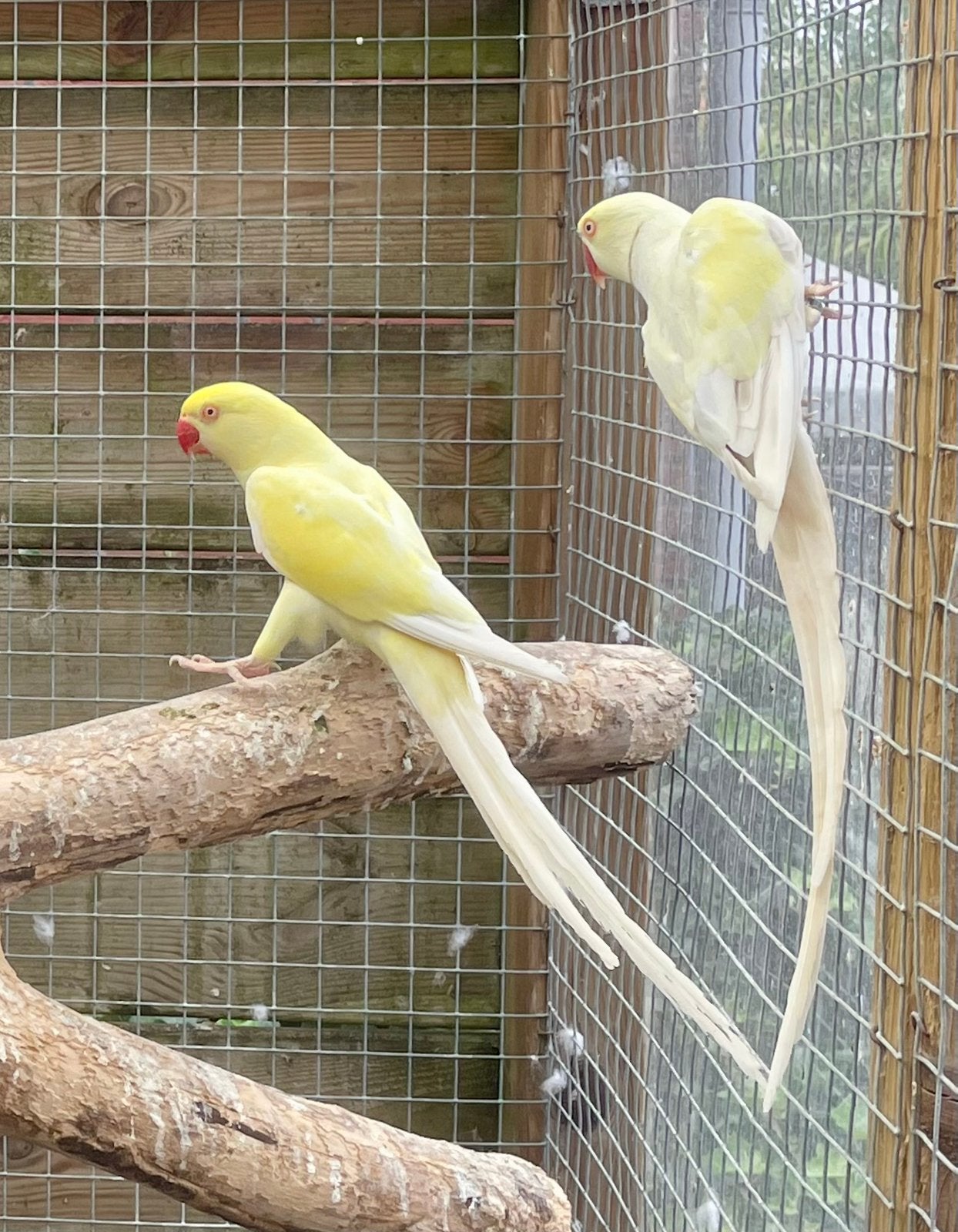 Bewezen koppel Halsbandparkiet, Meerdere dieren, Parkiet, Geringd
