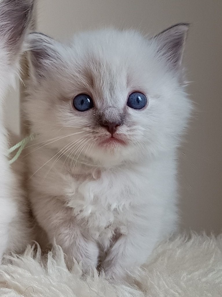 Prachtige Nebelung x Ragdoll kittens, liefdevol opgegroeid, Meerdere dieren, Ontwormd, 0 tot 2 jaar