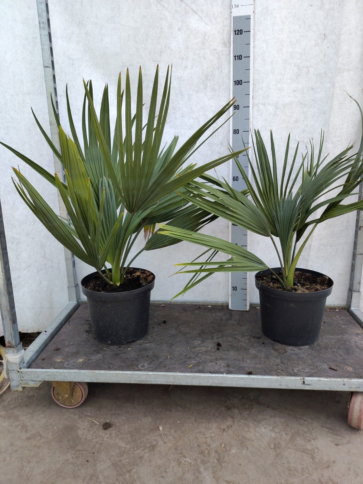 Palmboom Sabal Minor, Tuin en Terras, 100 tot 250 cm, Zomer, Palmboom, Ophalen