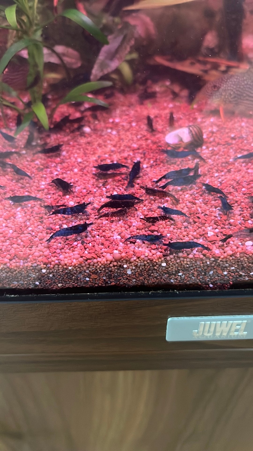 Blauwe garnalen, Dieren en Toebehoren, Vissen | Aquariumvissen, Kreeft, Krab of Garnaal