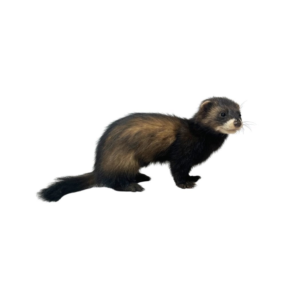 Opgezette Bunzing, Ophalen of Verzenden, Nieuw, Wild dier, Opgezet dier