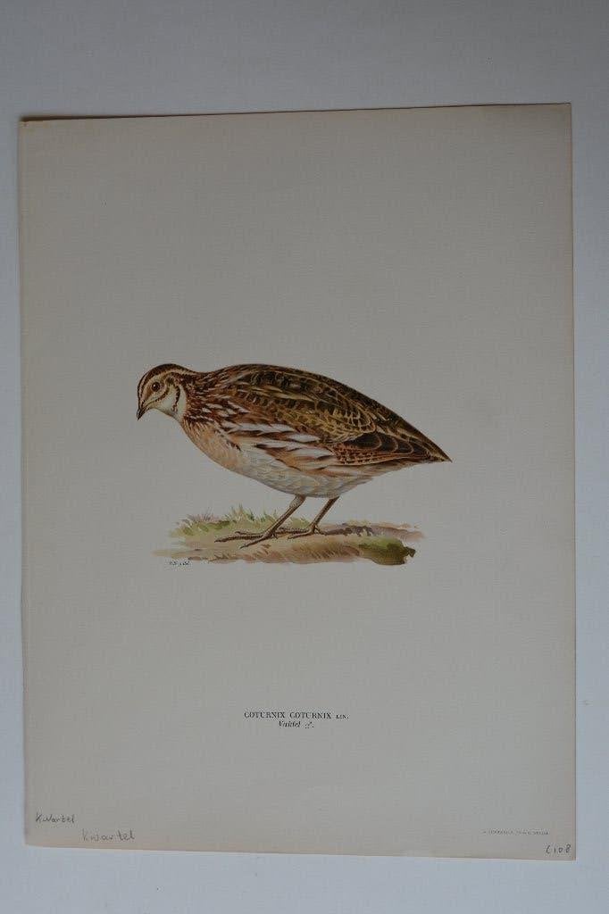 KWARTEL ORIGINELEN VOGEL LITHO "COTURNIX COTURNIX 1929 VG9, Antiek en Kunst, Kunst | Etsen en Gravures, 10 cm, Met monogram, Ophalen of Verzenden