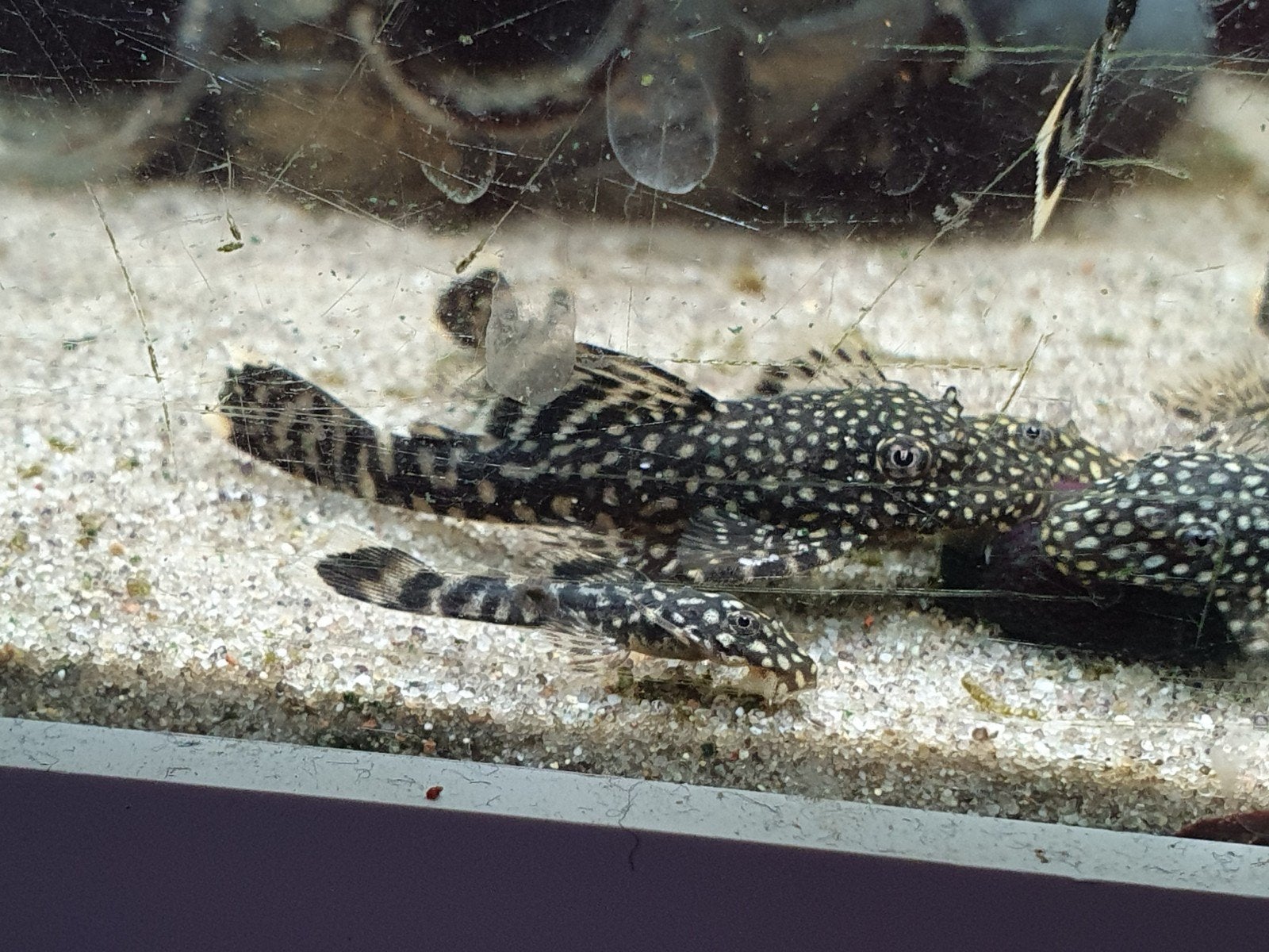 Algeneters - Borstelneus, Dieren en Toebehoren, Vissen | Aquariumvissen, Vis, Zoetwatervis