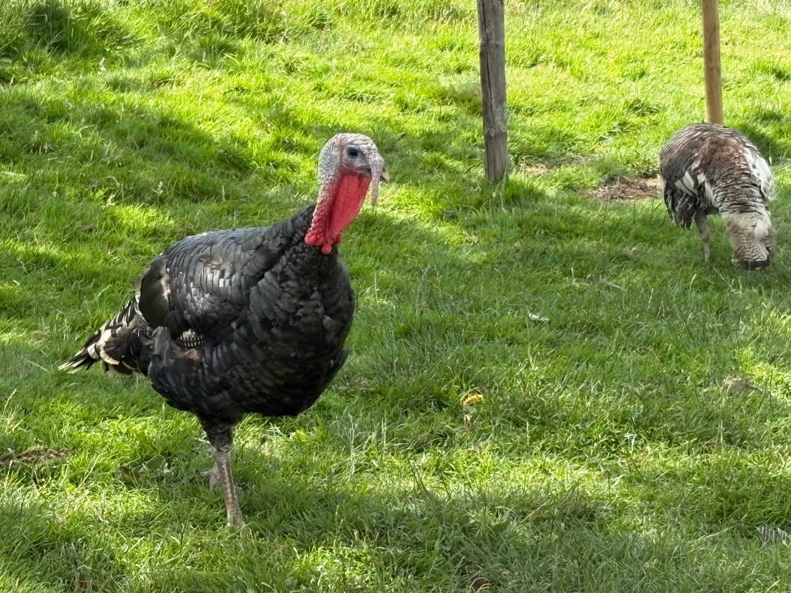 Mooie toom kalkoenen, Dieren en Toebehoren, Pluimvee, Meerdere dieren, Kalkoen