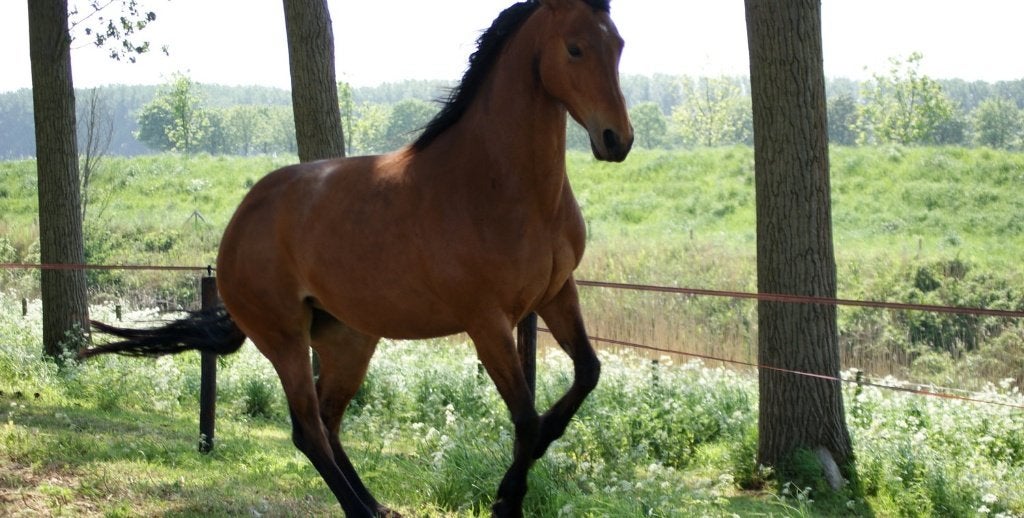GIFT: PRACHTIGE MERRIE ter schenking (van Hempfling student), Merrie, Minder dan 160 cm, Met stamboom, Zadelmak