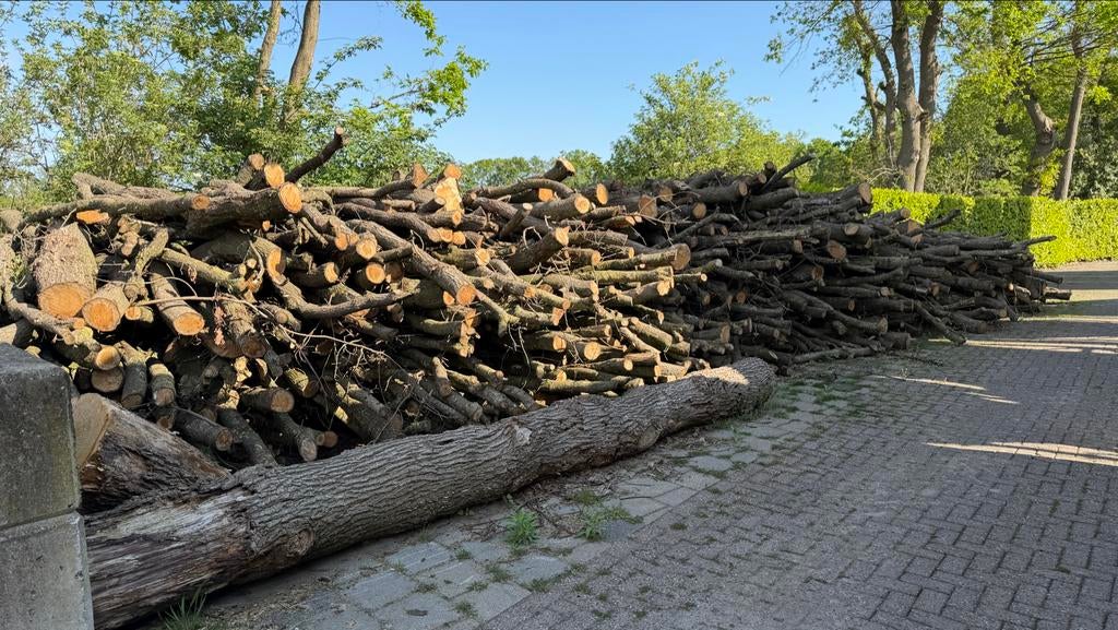 Ruim 80m3 Eiken kachelhout (op stam), 6 m³ of meer, Ophalen, Eikenhout, Stammen