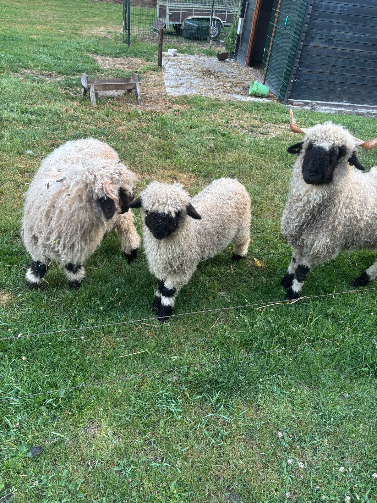 Walliser schwartsnase ooien., Vrouwelijk, Schaap