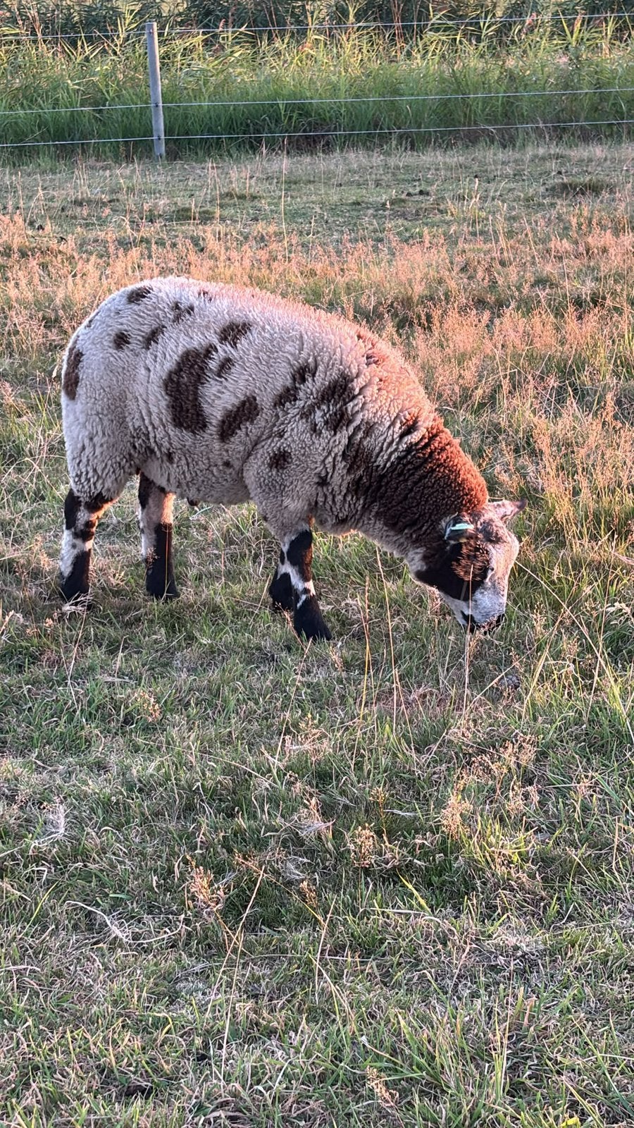 Stamboek bonte ram, Dieren en Toebehoren, Schapen, Geiten en Varkens, Mannelijk, Schaap