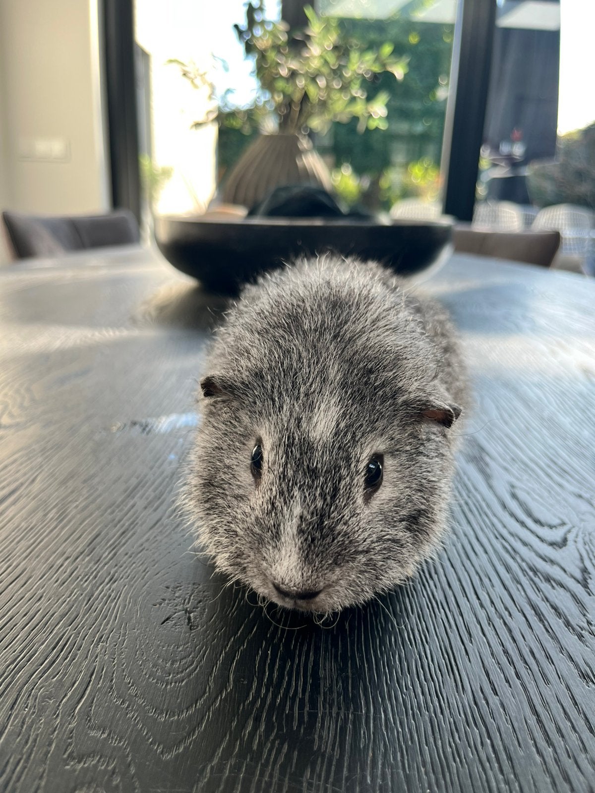 Cavia beertje gecastreerd, Cavia, Mannelijk, Mei, Tam