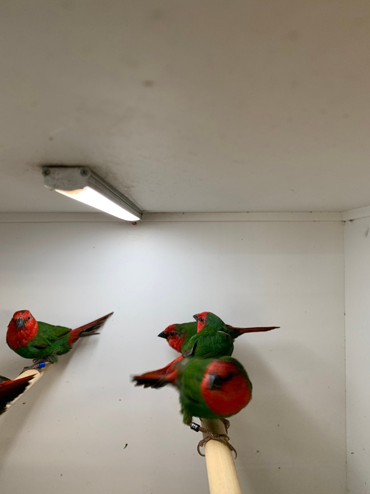 roodkopamediene, Meerdere dieren