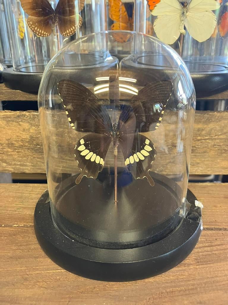 Vlinder in stolp, Verzamelen, Dierenverzamelingen, Nieuw, Opgezet dier, Insect, Ophalen of Verzenden