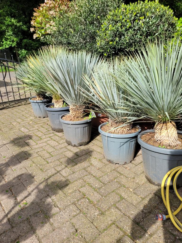 Grote Yucca Rostrata planten - Winterharde blikvangers, Volle zon, Vaste plant, Zomer, Ophalen