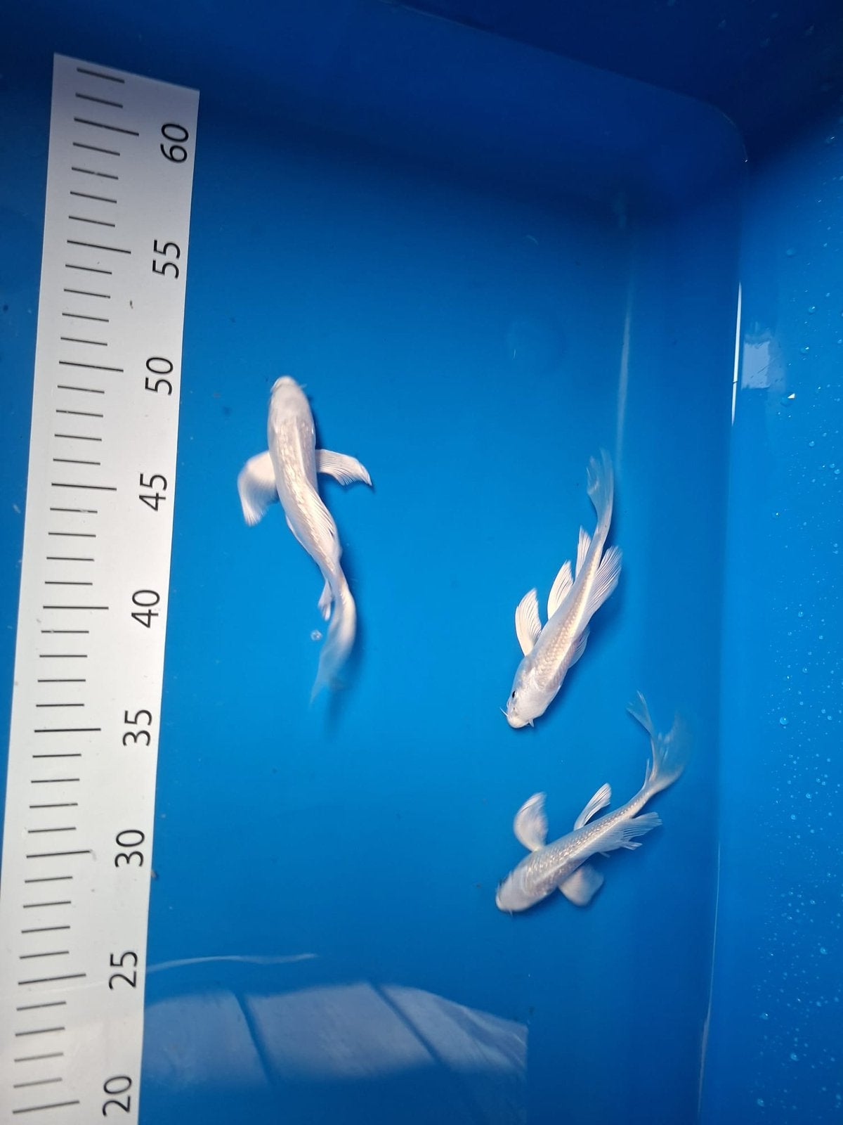 Japanse koi longfin platinum ogon, Dieren en Toebehoren, Karper of Koi